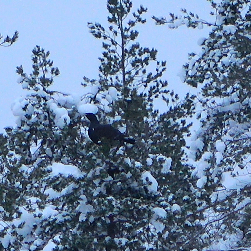 Betande Tja Dertupp I Gryningen 1