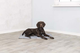 prod1000-pho_pro_dog_28787-1.png