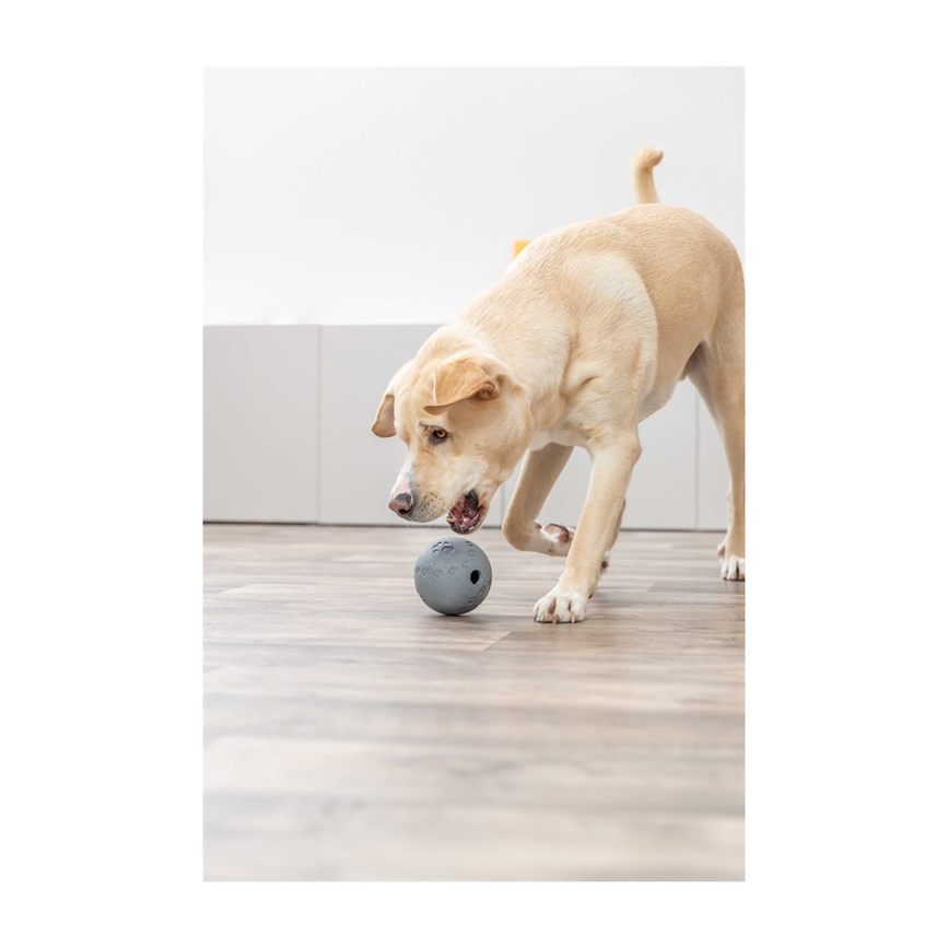 prod1000-dog_34943-3.png