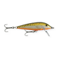 Redfin Spotted Minnow