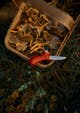 morakniv_karl-johan_mushroom knife_red.jpg