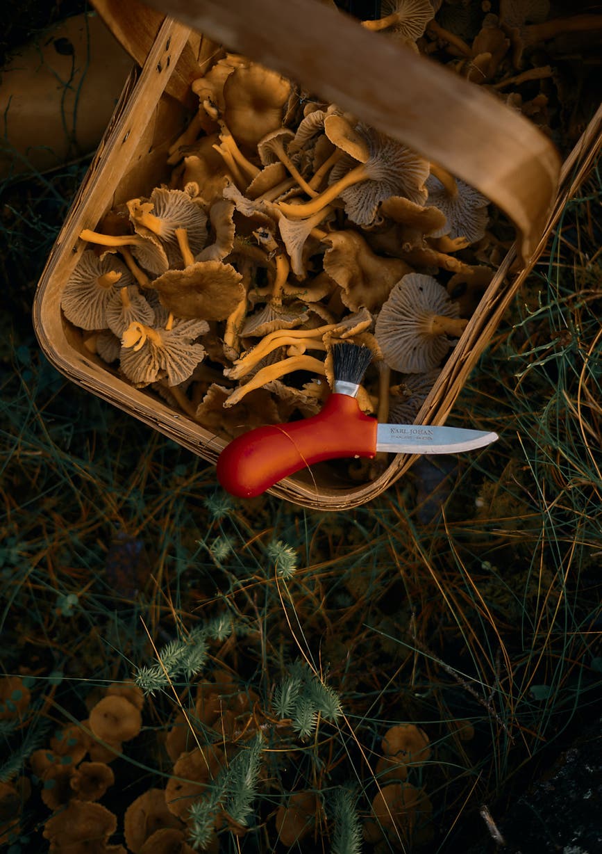 morakniv_karl-johan_mushroom knife_red.jpg