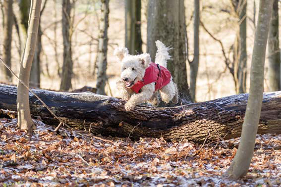 prod1000-goldendoodle-ole-regenmantel-vimy.png