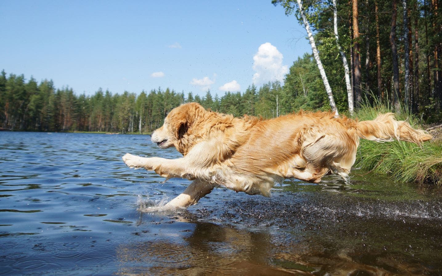 marenmedia1176badhund.jpg
