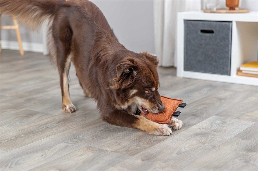 prod1000-dog_34726-4.png