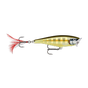 Striped Grey Shiner