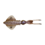 Cuttlefish