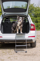 prod1000-image_dog_bordercollie-sonic-falttreppe-auto-3.png