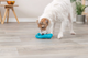 prod1000-dog_34933-6.png