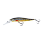 Brook Trout Fry
