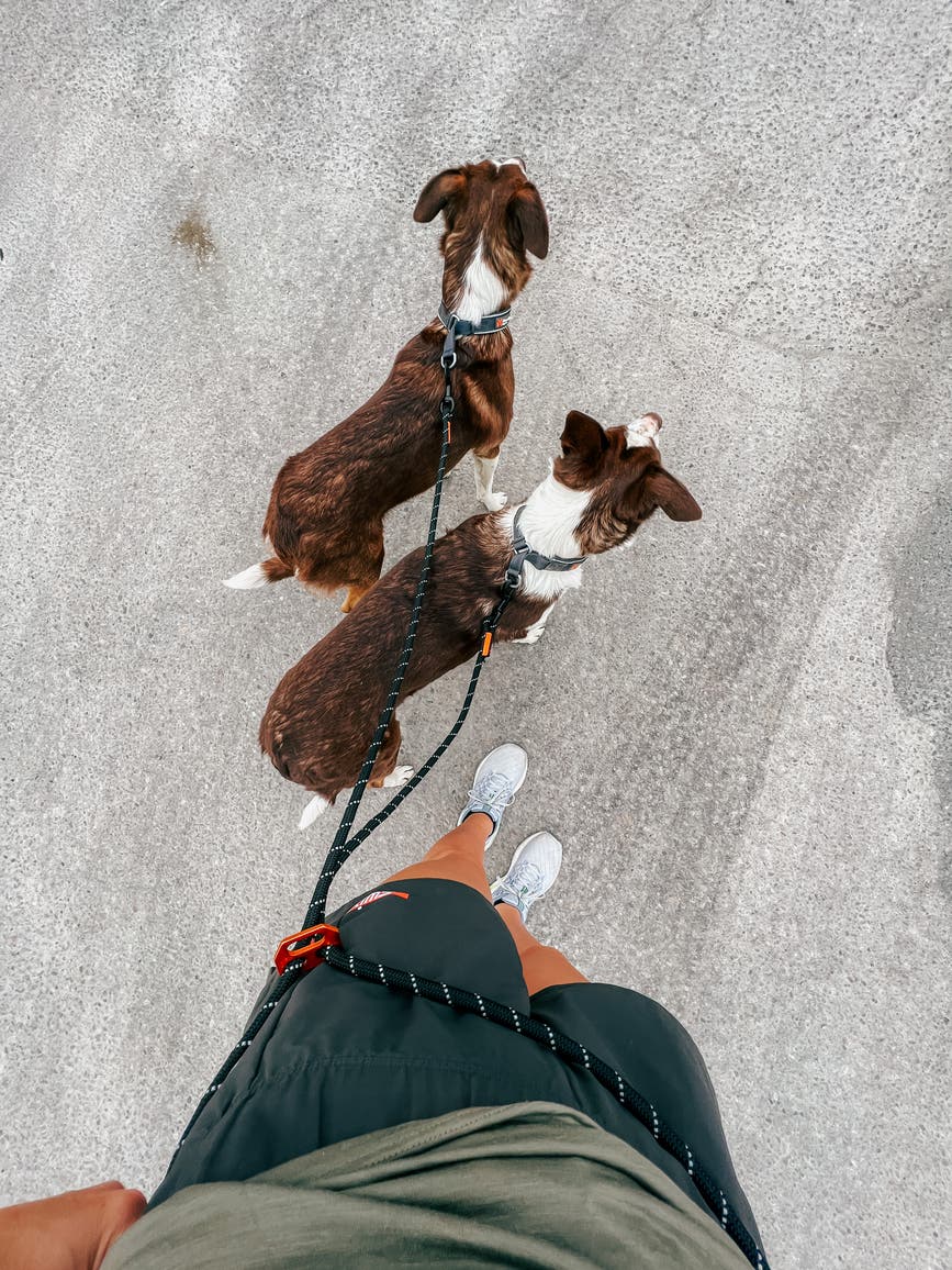 rock_adjustable_leash_annabaa_rockadjustableleash_01.jpg