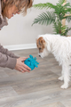 prod1000-dog_34933-4.png