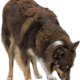 prod1000-australianshepherd-32040-wohnzimmer-6.png