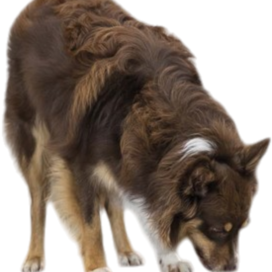 prod1000-australianshepherd-32040-wohnzimmer-6.png