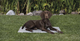 prod1000-pho_pro_dog_28787-4.png