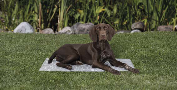 prod1000-pho_pro_dog_28787-4.png
