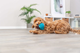 prod1000-pro_dog_35251-6.png