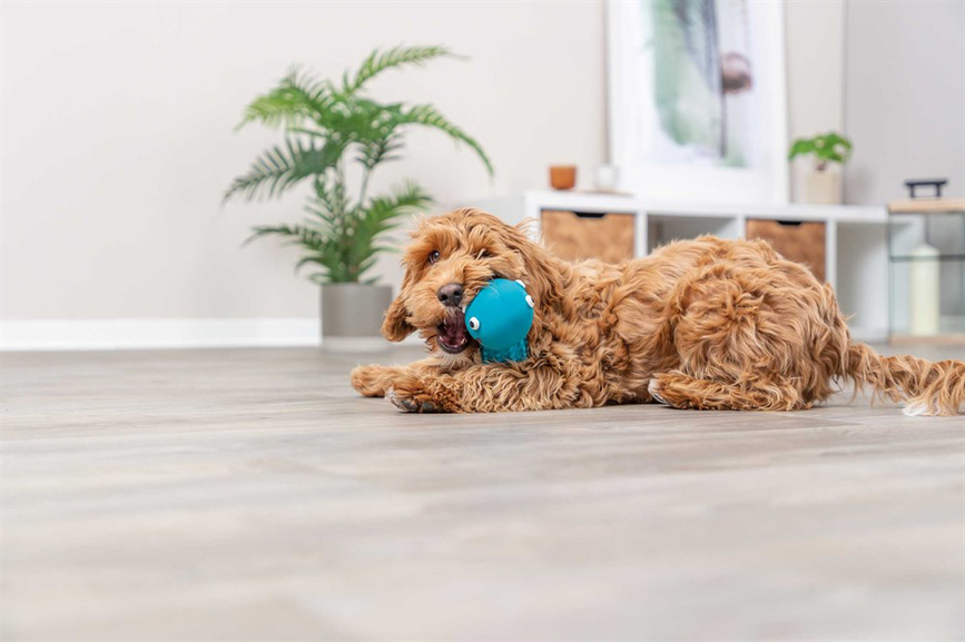 prod1000-pro_dog_35251-6.png
