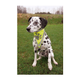 prod1000-dog_30121-30123-1.png