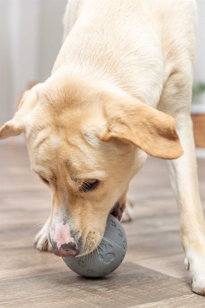 prod1000-dog_34943-5.png