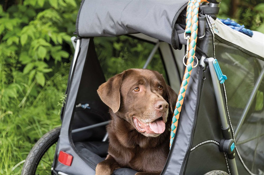 prod1000-image_dog_labrador-piet-fahrradanhaenger-1.png