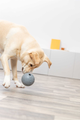 prod1000-dog_34943-2.png