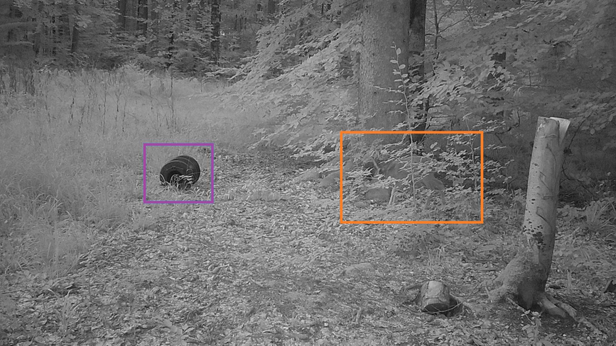 _referenced-content-hunting-trail-cameras-section-secondary-benefits-zeiss-trail-cameras-service-plans-advanced-species-recognition_jcr_content-renditions-original.image_file.1917.1078.0_0_1917_1080.file-zeiss-trail-cameras-service-plans-advanced-species-recognition.jpg.png