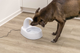 prod1000-dog_24444-2.png
