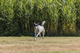 prod1000-dog_32851-2.png