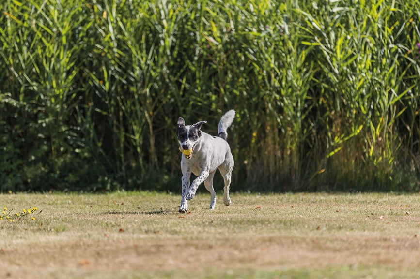 prod1000-dog_32851-2.png