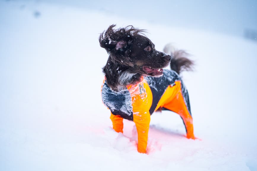 nonstopdogwear_b2b_protector_snow_nonstop-29_2.jpg
