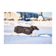 trekking_insulated_dog_jacket_setting_2.png