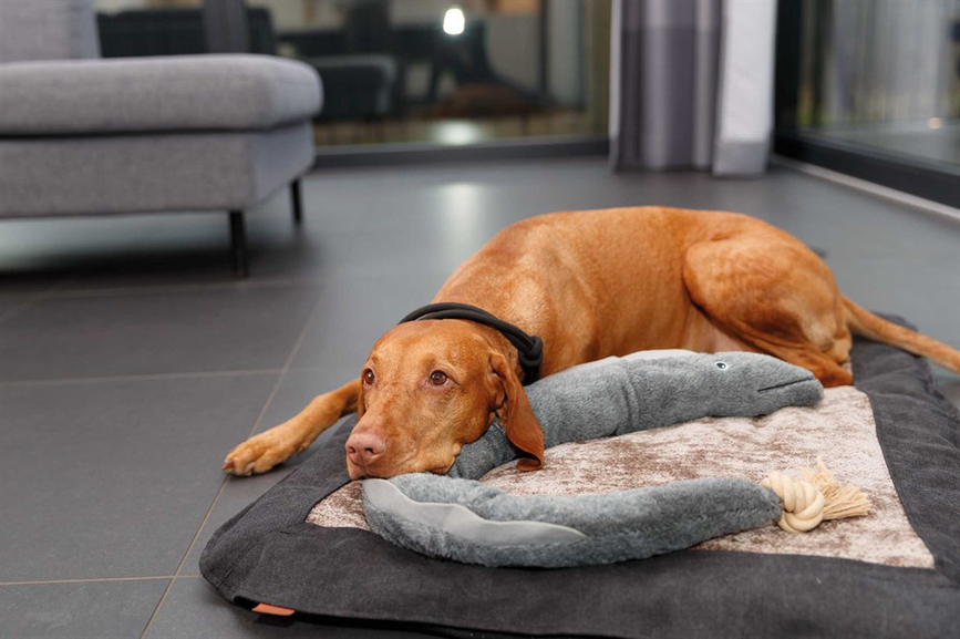 prod1000-e_dog_benordic-vizsla-hazel-liegt-liegematte-5.png