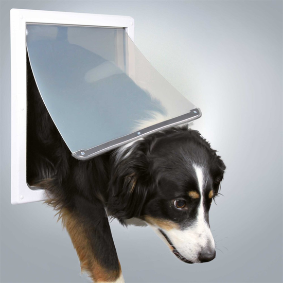 prod1000-dog_3879-1_.png
