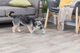 prod1000-dog_33771-1_.png