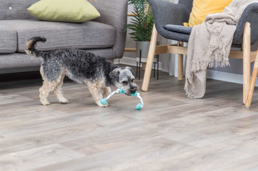 prod1000-dog_33771-1_.png