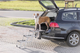 prod1000-pro_dog_39376-3.png