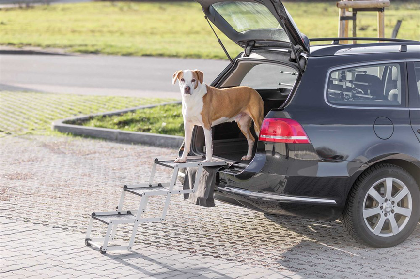 prod1000-pro_dog_39376-3.png