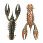 Molting Craw