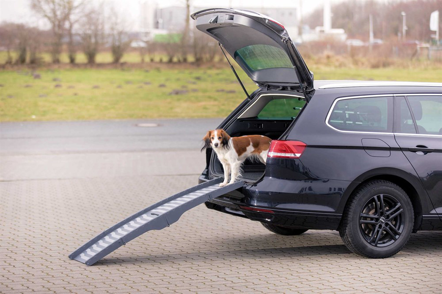 prod1000-pro_dog_39476-6.png