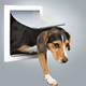 prod1000-dog_3878-1.png