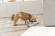 prod1000-dog_24950-24951-24952-24953-1.png