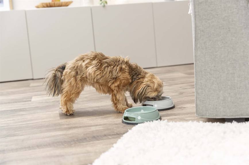 prod1000-dog_24950-24951-24952-24953-1.png