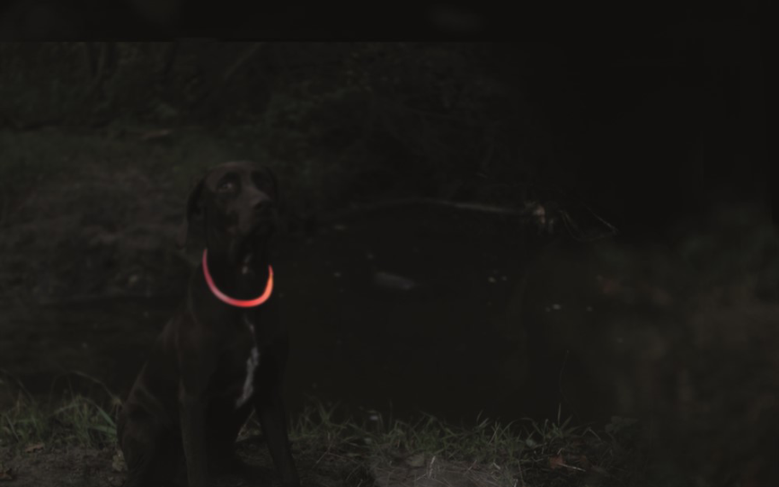 prod1000-dog_saferlife-flashleuchtringe-3.png