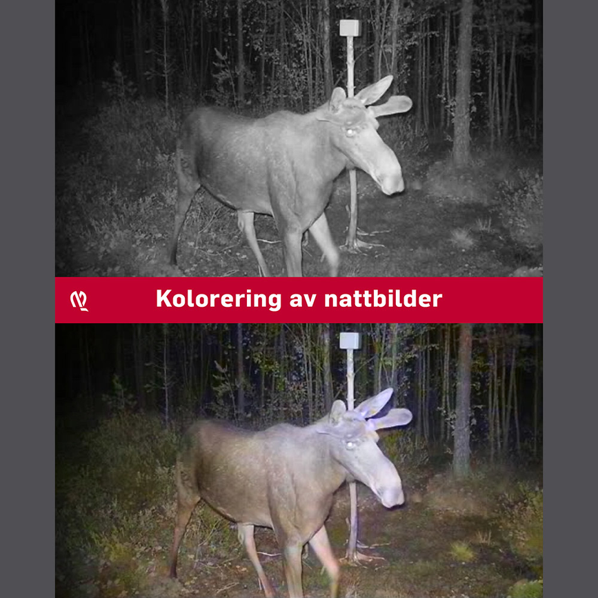 wp-content-uploads-2025-07-hunter-viltkamera-kolorering-nattbilder.png