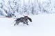 bungee_leash_double_setting_2.jpg