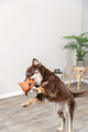 prod1000-dog_34726-2.png