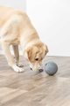 prod1000-dog_34943-1.png