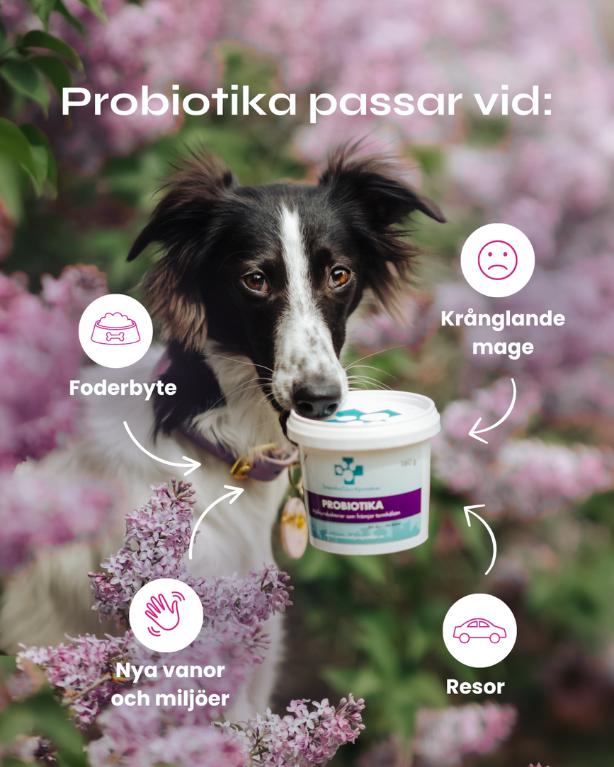 probiotika_2048x2048.png