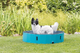 prod1000-dog_39482-1.png